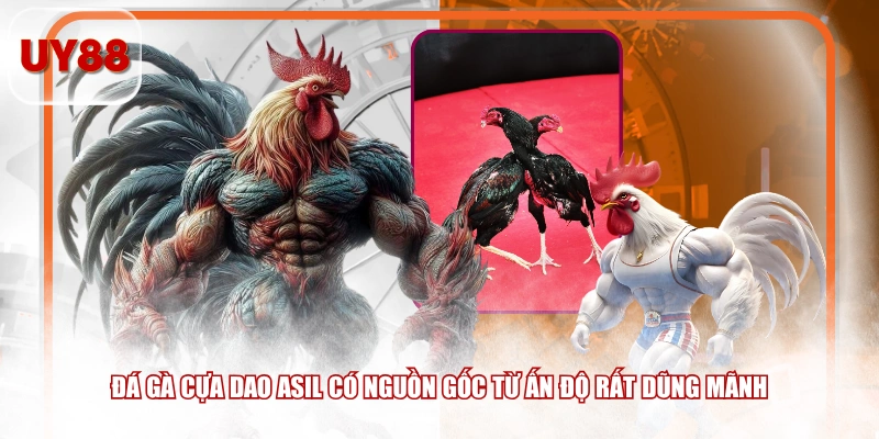 Đá gà cựa dao Asil có nguồn gốc từ Ấn Độ rất dũng mãnh
